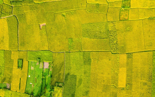 Schöne Luftaufnahme von Paddy Farmland in Kathmandu, Nepal.