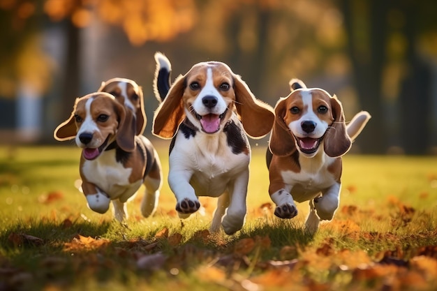 Schöne, lustige Beagle-Hunde laufen und spielen