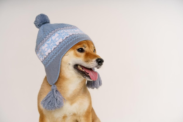 Schöne lustige Hund in blauem Hut auf hellem Hintergrund zeigt lustige Zunge im Haushalt