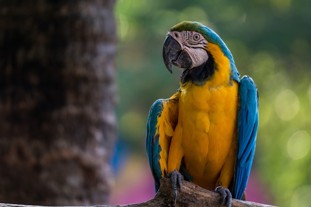 Schöne Macawpapageien clsoe oben