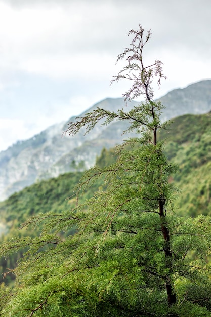 Schöne Madeira-Landschaft