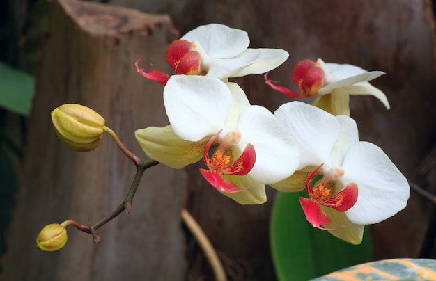 Schöne magenta-gelbe Orchideenblume