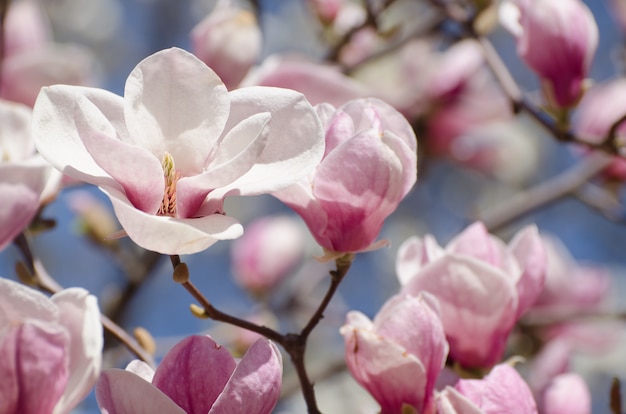 Schöne Magnolienbaumblüten im Frühjahr.