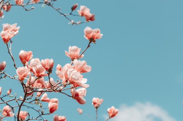 Schöne Magnolienbaumblüten im Frühling. Helle Magnolienblume gegen blauen Himmel.