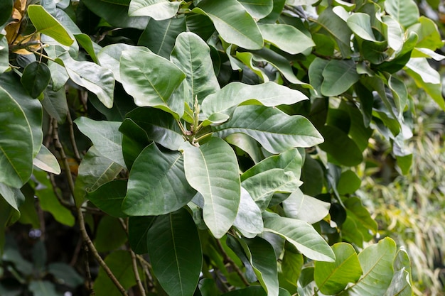 Schöne Magnolienblätter in einem tropischen Park als Hintergrund