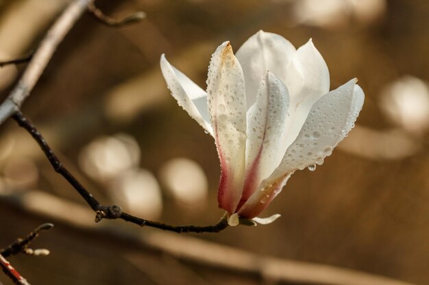 Schöne Magnolienblüten mit Wassertröpfchen