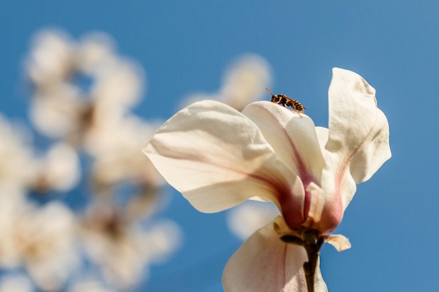 Schöne Magnolienblüten mit Wassertröpfchen