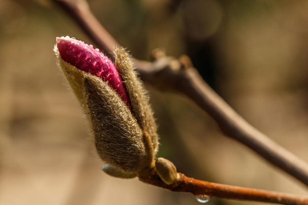 Schöne Magnolienblüten mit Wassertröpfchen