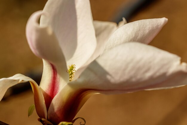 Schöne Magnolienblüten mit Wassertröpfchen