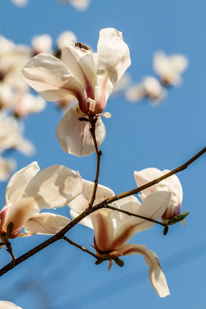 Schöne Magnolienblüten mit Wassertröpfchen