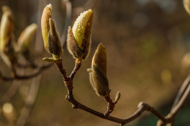 Schöne Magnolienblüten mit Wassertröpfchen