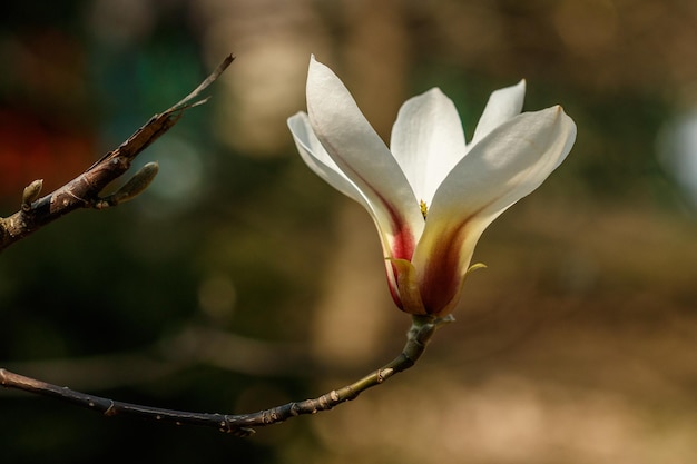 Schöne Magnolienblüten mit Wassertröpfchen