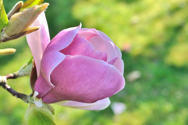 Schöne Magnolienblume