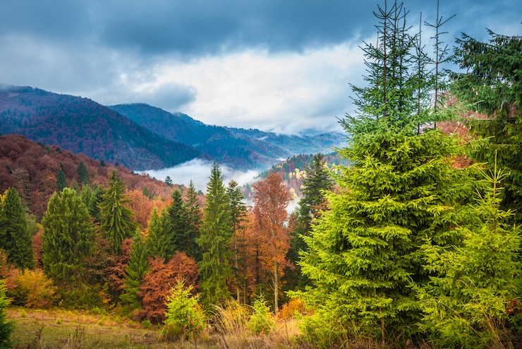 Foto schöne majestätische landschaft mit nadelbäumen auf berg.