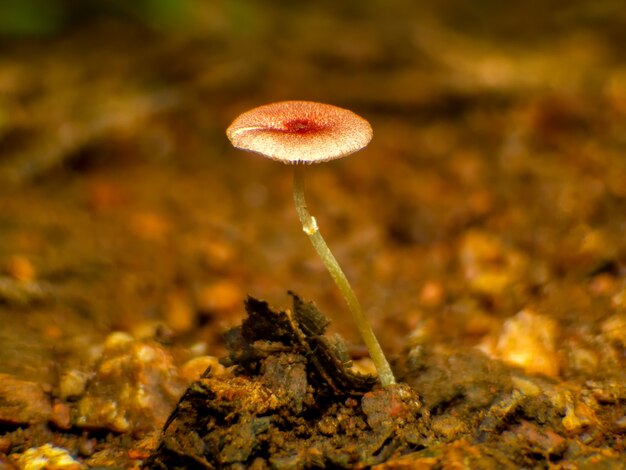 Schöne makro rote Pilze im Herbst