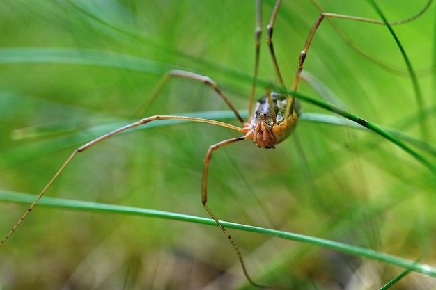 Schöne Makroaufnahme einer Spinne im Gras