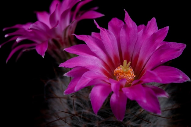 Schöne Mammilaria-Kaktusblume, die vor dunklem Hintergrund blüht