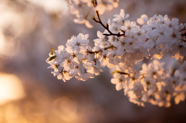 Schöne Mandelbaum Blumen Tapete Zarte Blumensträuße von weißen Blumen im Hintergrundlicht der Strahlen der untergehenden Sonne blühender Baum Selektiver Fokus gutes Wetter auf warmen Frühlingstag kopieren Raum