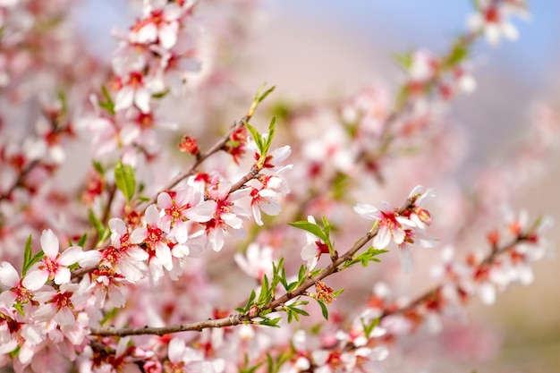 Schöne Mandelblüten auf Ast