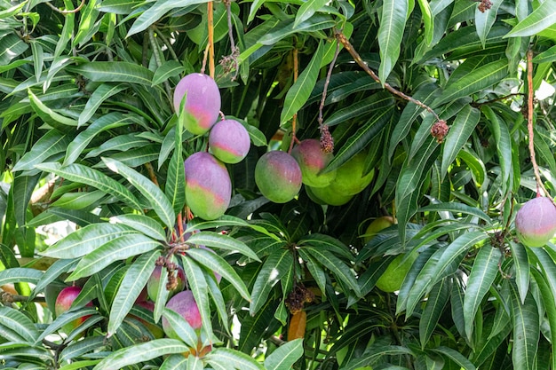 Schöne Mangos am Baum, lecker, saftig.