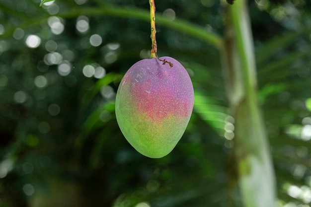 Schöne Mangos am Baum