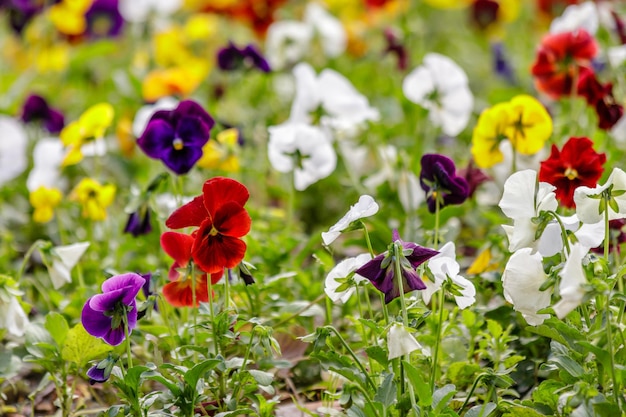 Schöne mehrfarbige Blumen auf dem Blumenbeetfeld