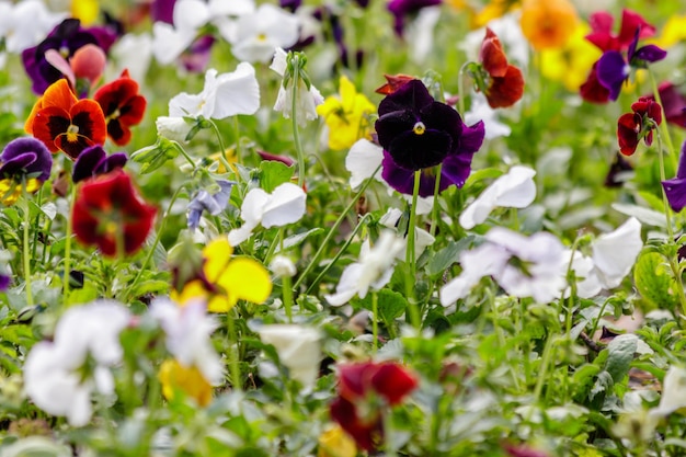 Schöne mehrfarbige Blumen auf dem Blumenbeetfeld