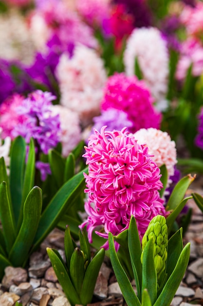 Schöne mehrfarbige Hyazinthen. Blumen im Frühlingspark.