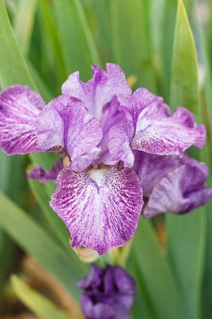 Schöne mehrfarbige Irisblume.