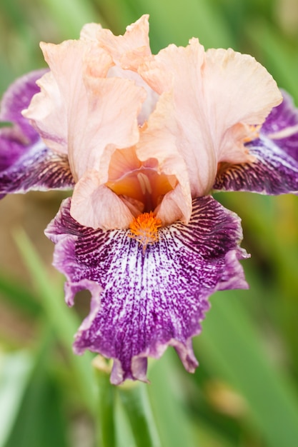 Foto schöne mehrfarbige irisblume