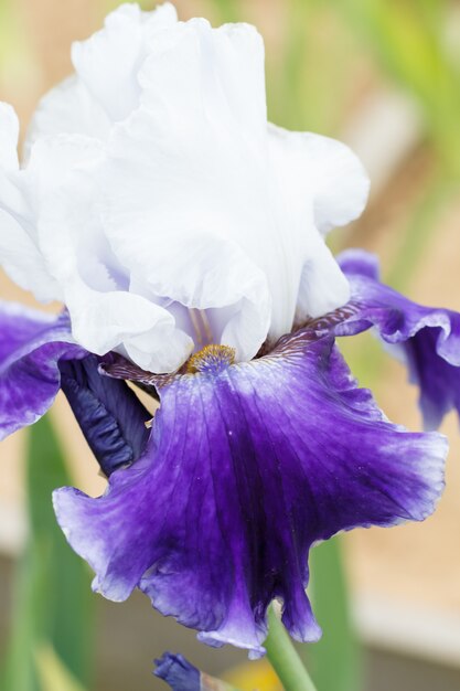 Schöne mehrfarbige Irisblume