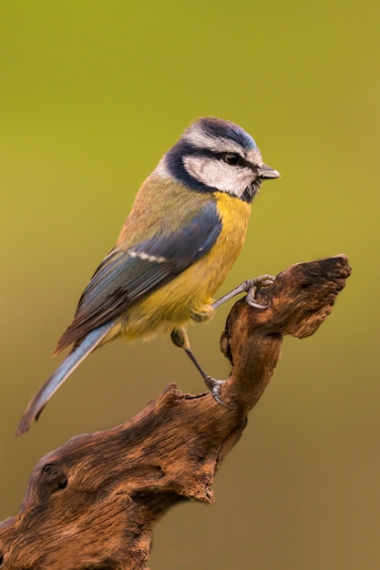 Schöne Meise mit blauem Kopf