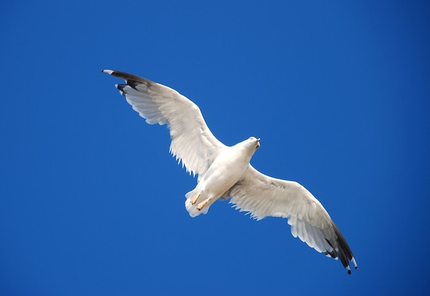 Schöne Möwe auf einem Hintergrund blauer Himmel