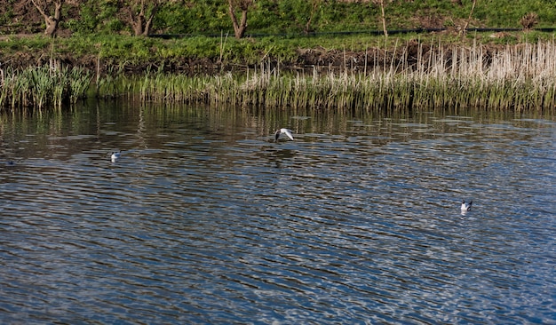 Schöne möwe, die im park über den fluss fliegt