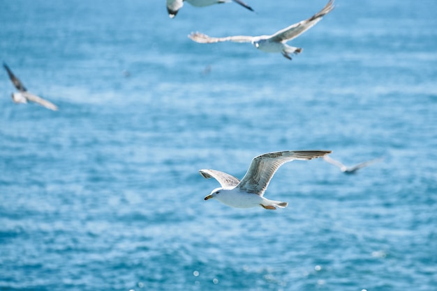 Schöne Möwe in der Luft fliegen