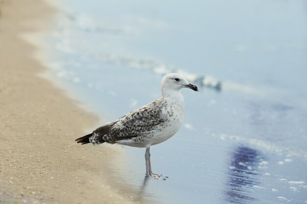 Schöne Möwen am Sandstrand