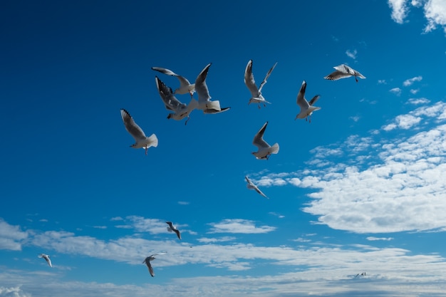 Schöne möwen fliegen im blauen himmel des herbstes