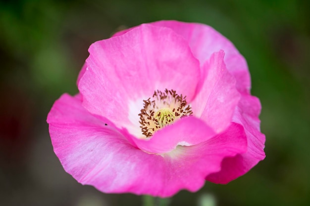 Schöne Mohnblume