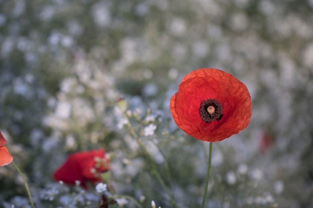 Schöne Mohnblume