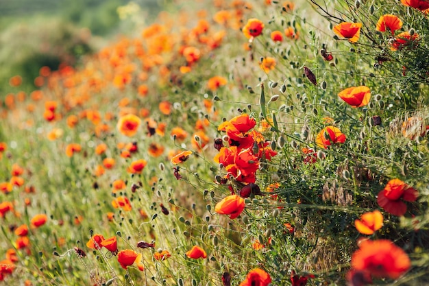 Schöne Mohnblumen am grünen Ufer eines abschüssigen Feldes in der englischen Landschaft im Hochsommer