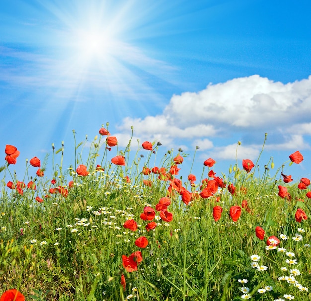 Schöne Mohnblumen-Sommerlichtung und Sonnenschein