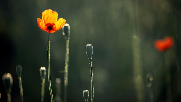 Schöne Mohnfrische. Die hellen Strahlen der Sonne erleuchten die sanfte, bezaubernde Schöpfung Gottes