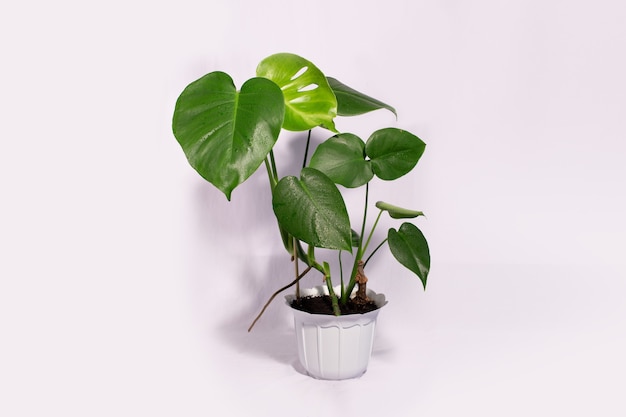 Schöne Monstera-Blume in einem Topf auf weißem Hintergrund