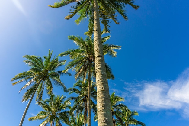 Schöne Morgenansicht in Indonesien Kokospalmen, die morgens unter dem blauen Himmel aufgereiht sind