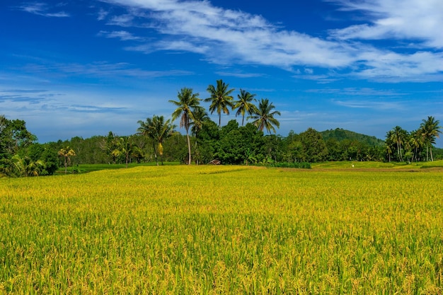 Schöne Morgenansicht in Indonesien Panoramablick auf vergilbte Reisfelder mit strahlend blauem Himmel