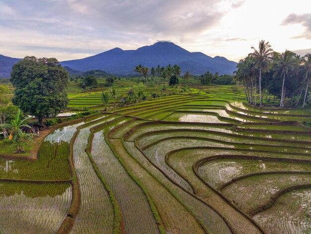 Schöne Morgenansicht Indonesien Panorama Landschaft Reisfelder mit Schönheitsfarbe und Himmel natürliches Licht