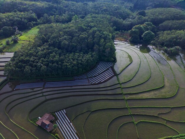 Schöne Morgenansicht Indonesien Panorama-Landschaftsreisfelder mit Schönheitsfarbe und -himmel natürliches l