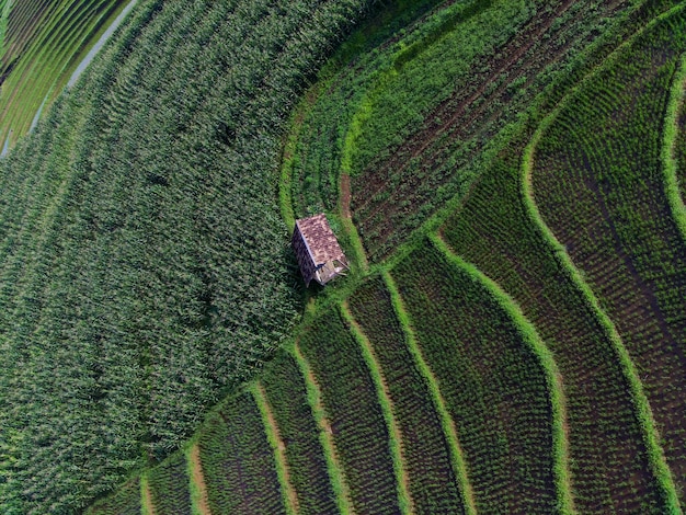 Schöne Morgenansicht Indonesien Panorama-Landschaftsreisfelder mit Schönheitsfarbe und -himmel natürliches l