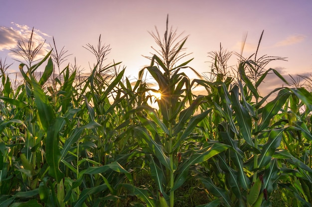 Schöne Morgenansicht von Indonesien Foto eines Reisfeldes Maisfeld bei Sonnenaufgang