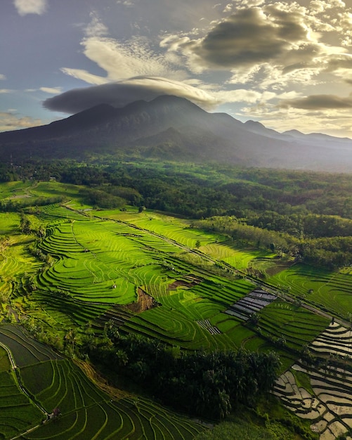 Foto schöne morgendliche aussicht auf indonesien panoramablick auf reisfelder und berge, wenn reis grün ist